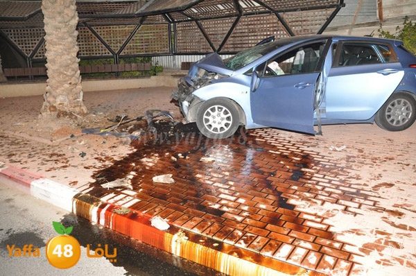 acc 7eshmona2em palmtree (20).JPG